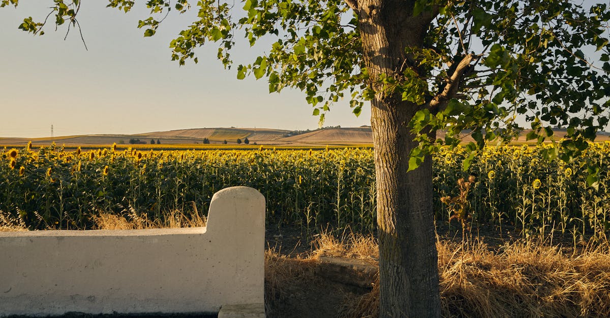 découvrez la méditation tantrique, une pratique ancestrale qui allie la pleine conscience et la sensualité. apprenez à éveiller vos sens, à cultiver l'énergie intérieure et à explorer des dimensions spirituelles profondes pour un bien-être total.
